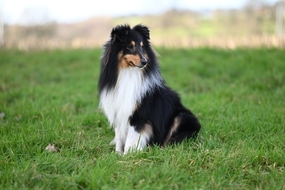 绿色草地边境牧羊犬坐在草地上图片